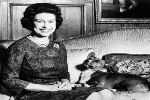 Where will the Queen’s corgis go after her tragic passing?