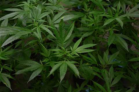Oklahoma voters say “no” to recreational marijuana question