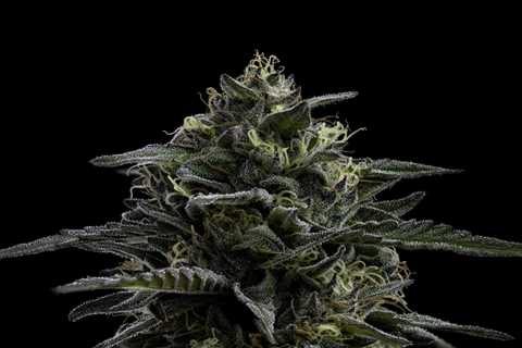 Seed Synergy | High Times