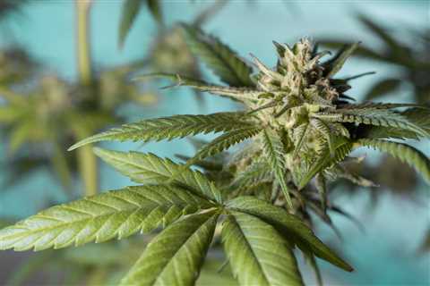 Kansas Senate Panel Tables Medical Cannabis Legalization Bill