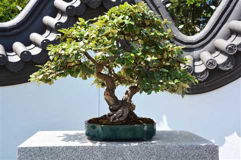 Cannabonsai: How to Grow a Marijuana Bonsai Tree