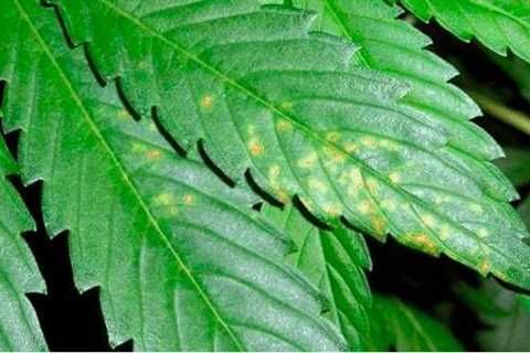 Brown Spots On Cannabis leaves: How To Treat A Calcium Deficiency