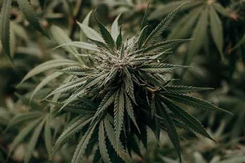 Washington Bill Would Ban Pre-Employment Drug Testing for Cannabis