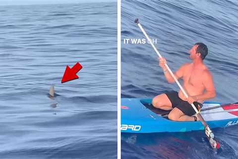 Shark Circles Paddleboarder In Terrifying Video From Florida