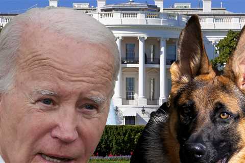 Biden's German Shepherd Commander Removed From White House Over Biting Issues