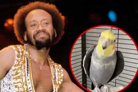 Pet Cockatiel Bird Wakes Up Owner Singing Earth, Wind & Fire's 'September'