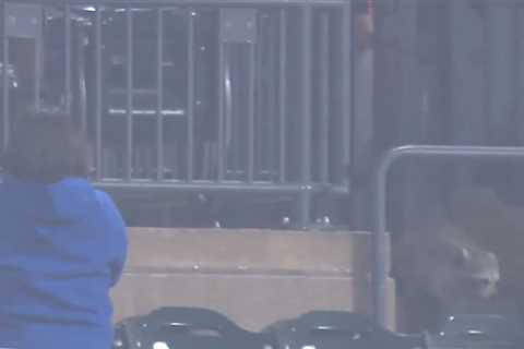 Raccoon invades Citi Field during Mets-Pirates game: ‘I’m scared’
