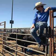 Brash bovines at debut LI bull riding contest will get treatment fit for a pro athlete