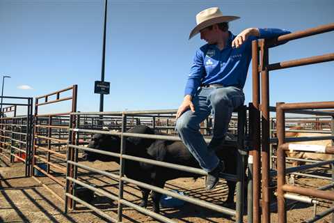 Brash bovines at debut LI bull riding contest will get treatment fit for a pro athlete