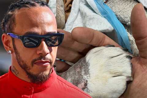 Lewis Hamilton Mourns Dog Roscoe's Death, 'Lost My Best Friend Last Night'