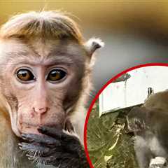 Escaped Monkey in Mississippi Killed By Frightened Mother