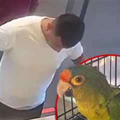 Man With Big Bulge Busted at Border With Endangered Birds in His Pants