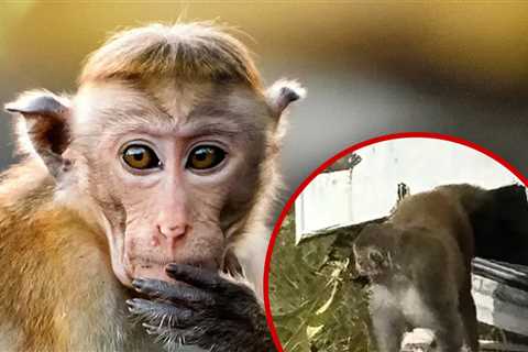 Escaped Monkey in Mississippi Killed By Frightened Mother