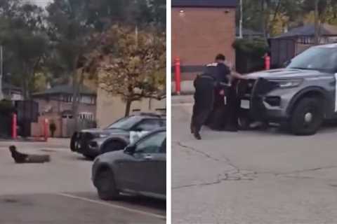 Cop Car Rolls Over Suspect When Officer Forgets to Put It in Park, on Video