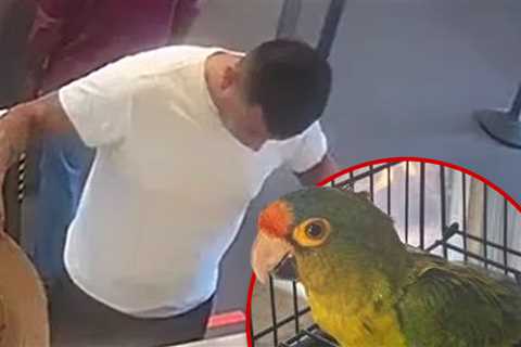 Man With Big Bulge Busted at Border With Endangered Birds in His Pants