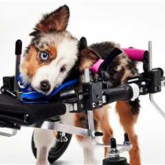 Teigan, Viral Puppy Bowl XXII Competitor, Died Months Before Show Aired