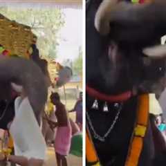 Elephant Tosses Man Like a Rag Doll Across the Room at Festival, on Video
