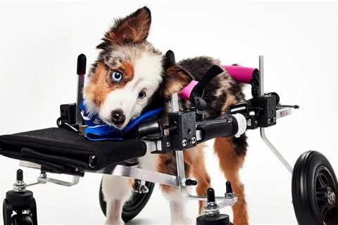 Teigan, Viral Puppy Bowl XXII Competitor, Died Months Before Show Aired