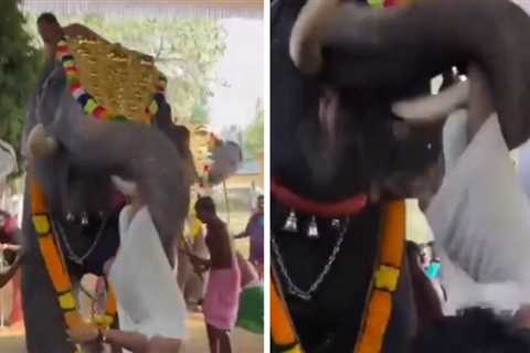 Elephant Tosses Man Like a Rag Doll Across the Room at Festival, on Video