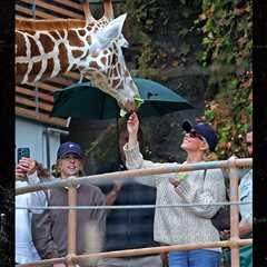 Sydney Sweeney Feeds a Giraffe at the Zoo in Australia