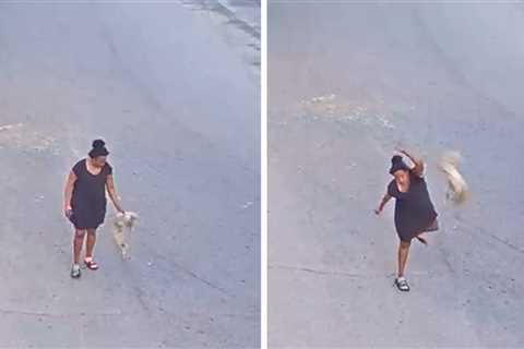 Florida Woman Charged After Brutally Throwing and Kicking Dog, on Video