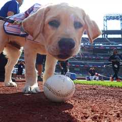 Meet the adorable and fluffy heir to Howie Rose’s legacy already taking over Citi Field