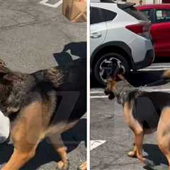 Woman Walking Dog In SoCal Heat Wave Scolded In Heated Exchange