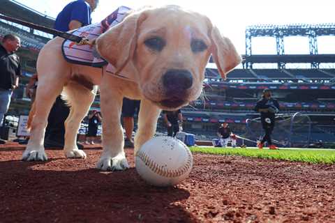 Meet the adorable and fluffy heir to Howie Rose’s legacy already taking over Citi Field