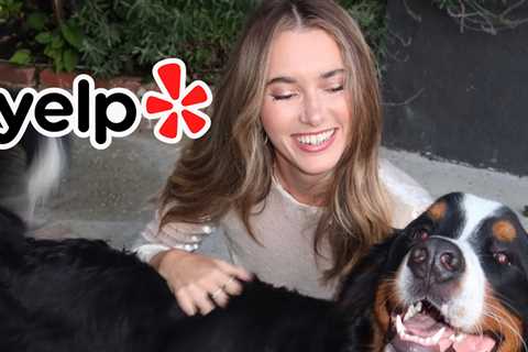 Dog Training Company Flooded With Bad Reviews After Influencer's Pet Dies