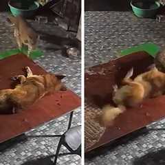 Dog Fights Off Leopard in Dramatic Video
